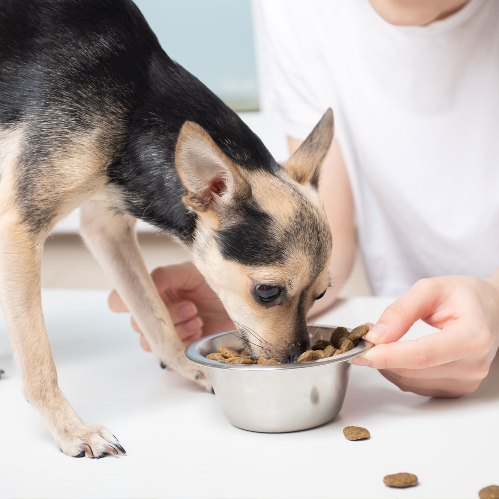 A-young-girl-in-casual-home-clothes-feeds-her-small-dog