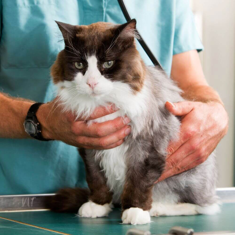 cat at the vet a checkup moment
