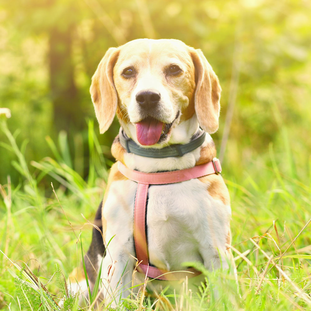 a-beautiful-shot-of-a-dog-in-the-grass a-beautiful-shot-of-a-dog-in-the-grass