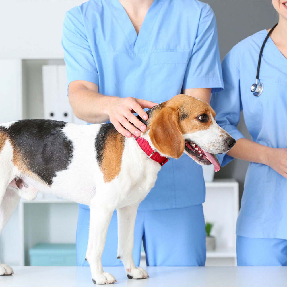 a-checkup-at-the-vet