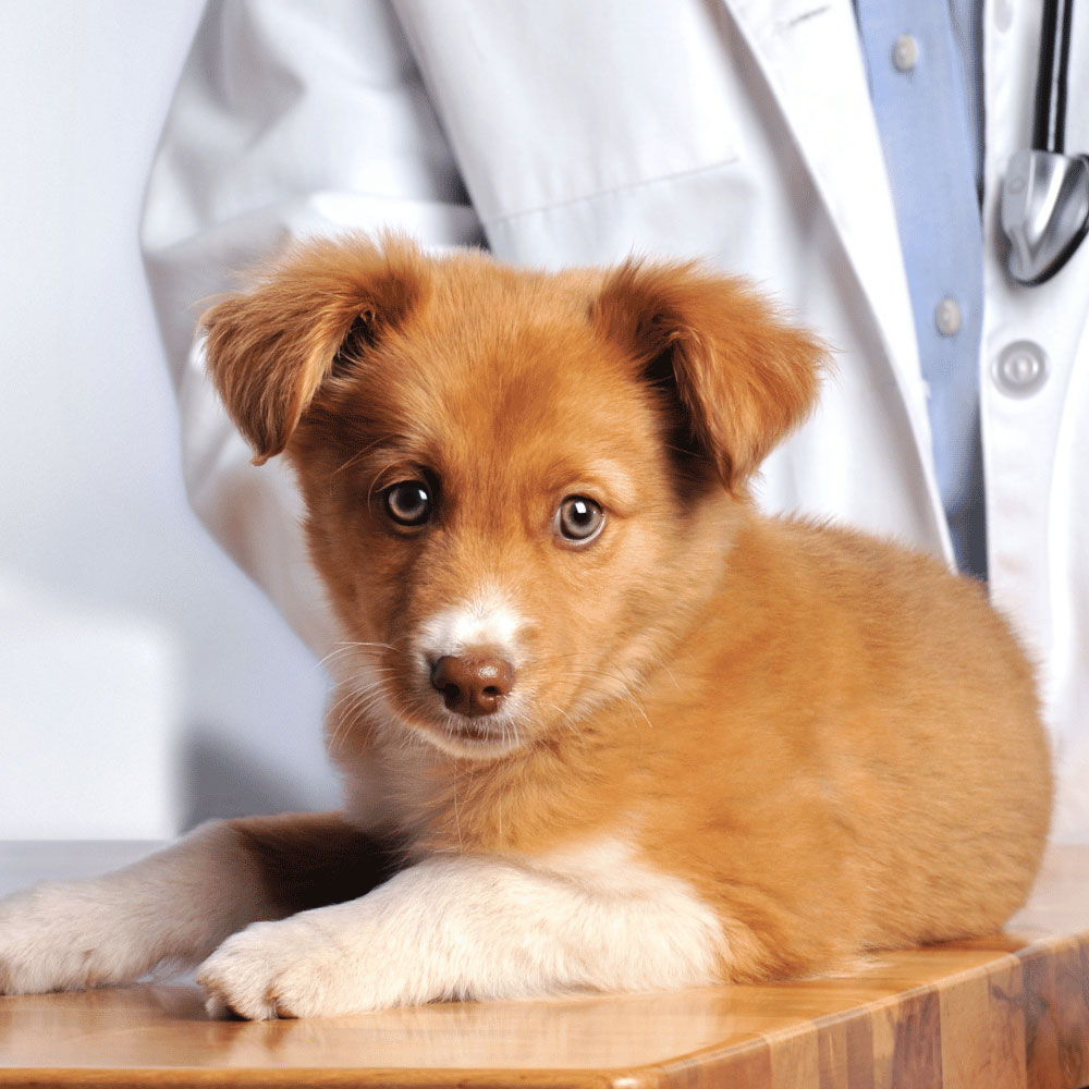 a-dog-with-vet