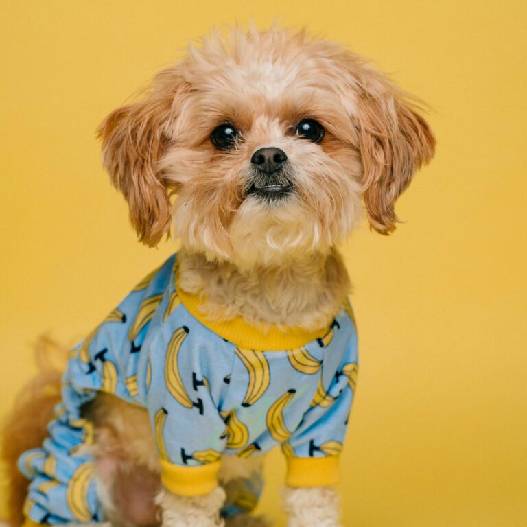 a-fashionable-dog’s-cozy-outfit fashionable dog in a cozy banana pattern outfit