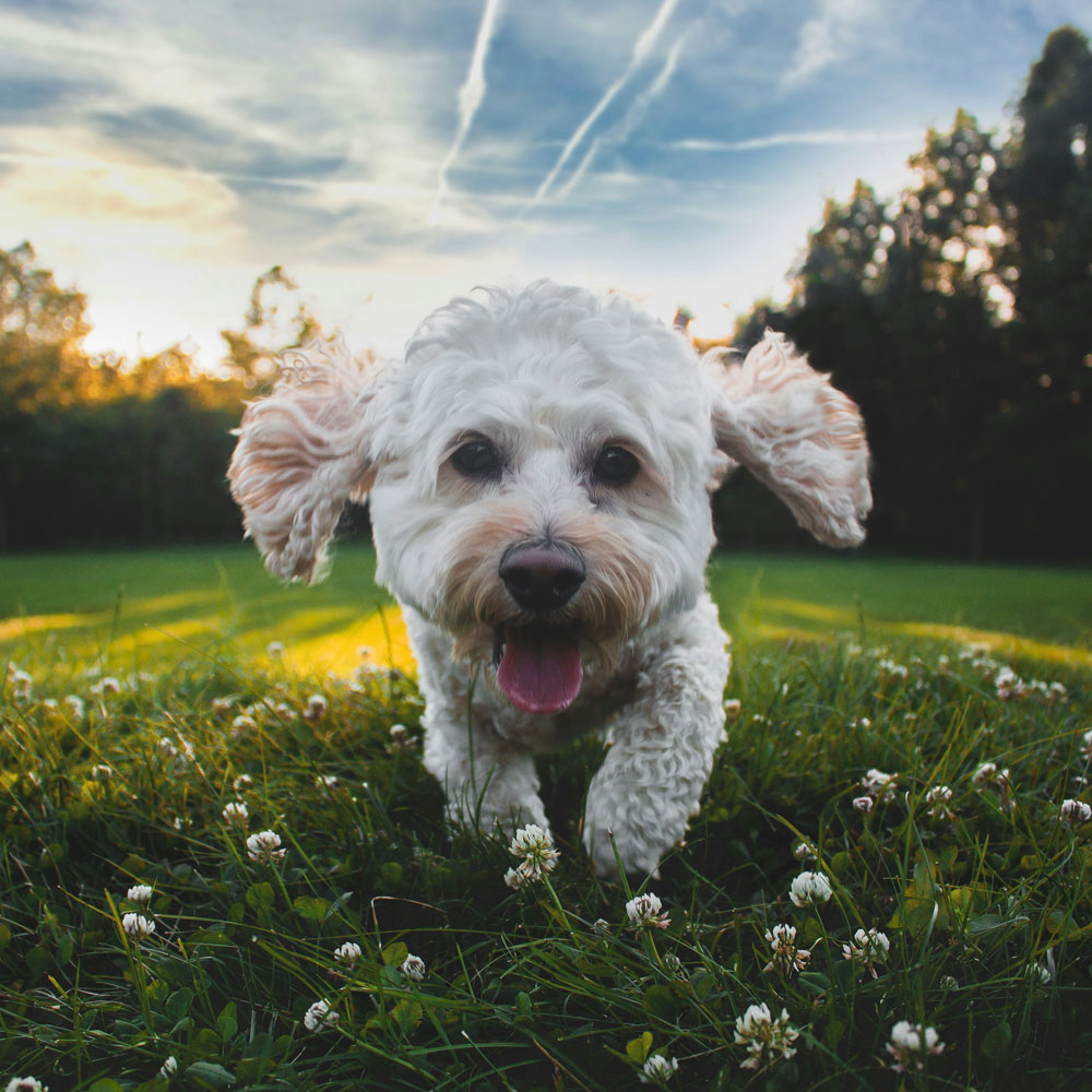 a-happy-pup-in-natures-playground a-happy-pup-in-natures-playground