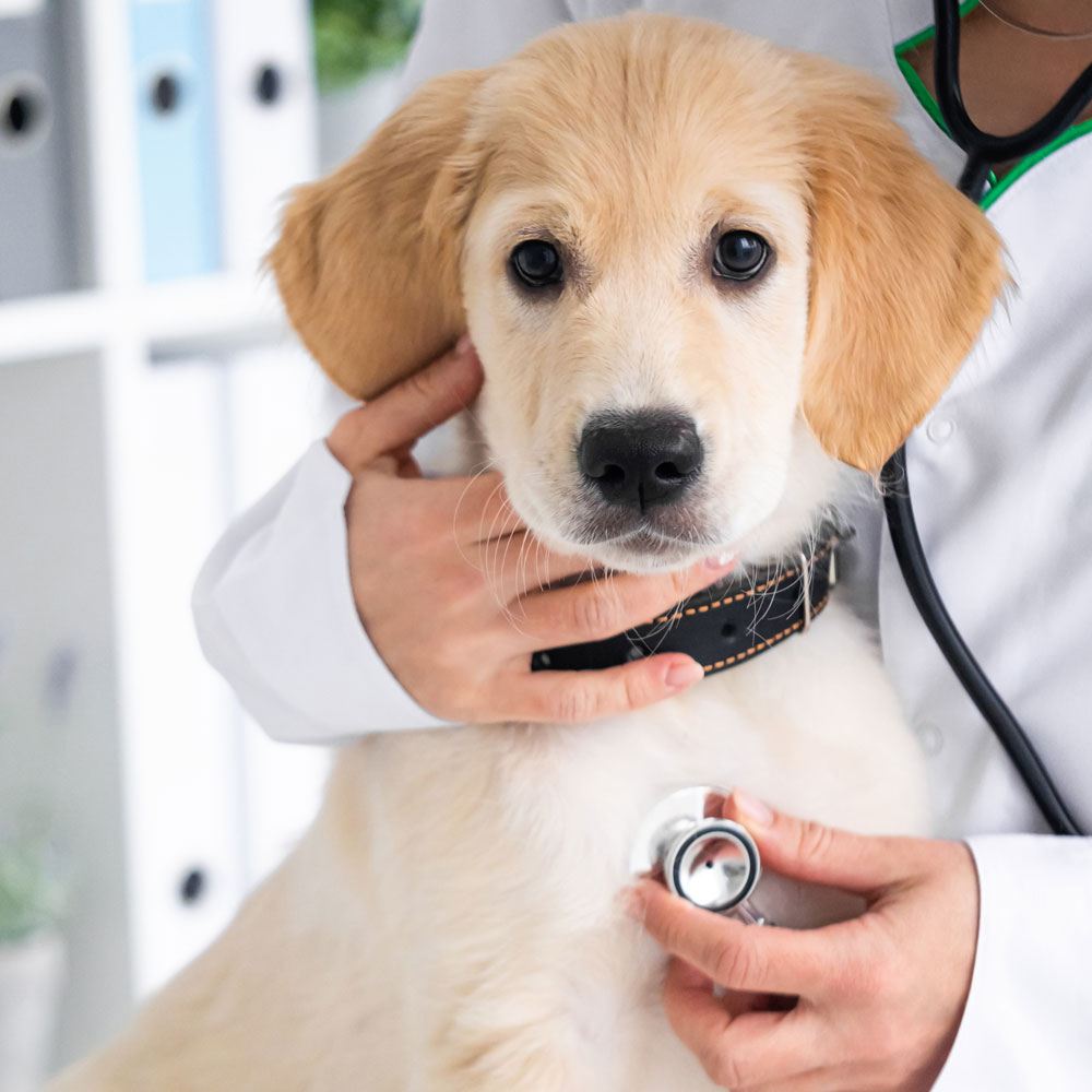 a-labrador's-vet-visit