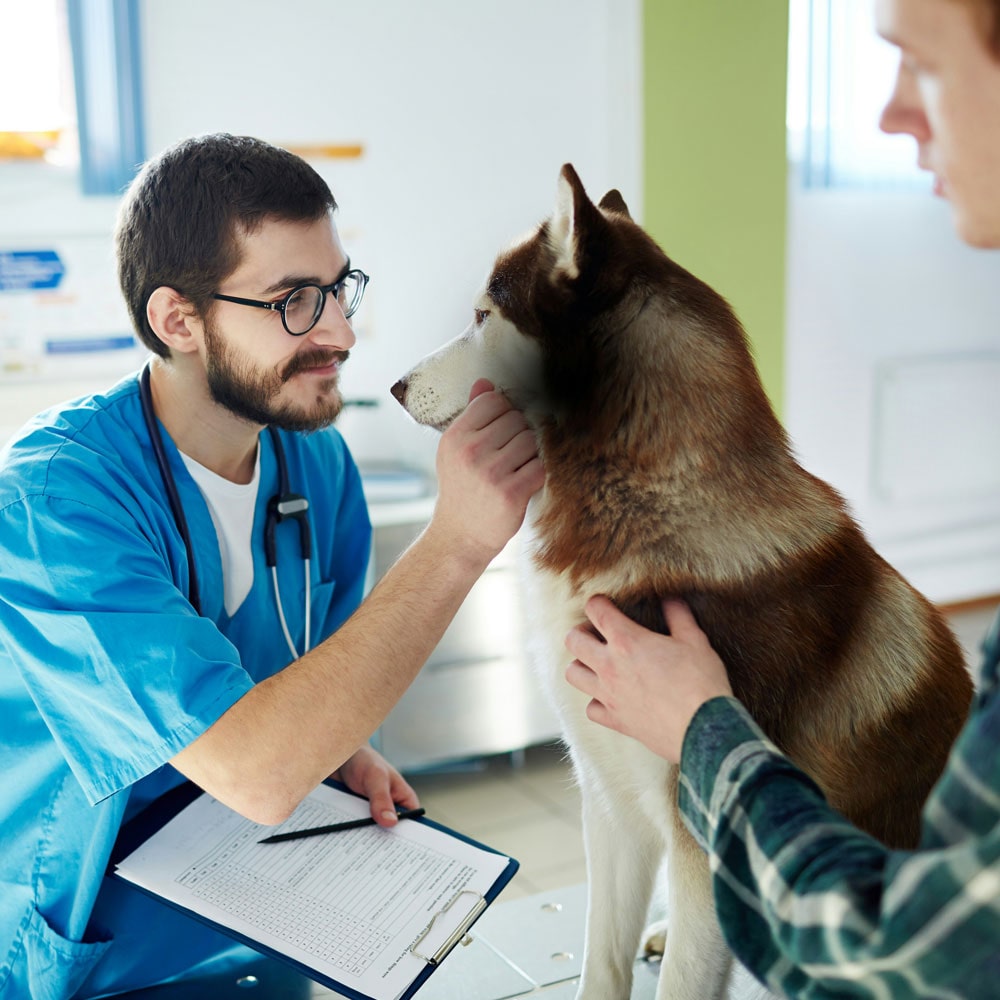 a-veterinarian-examining-a-husky-min