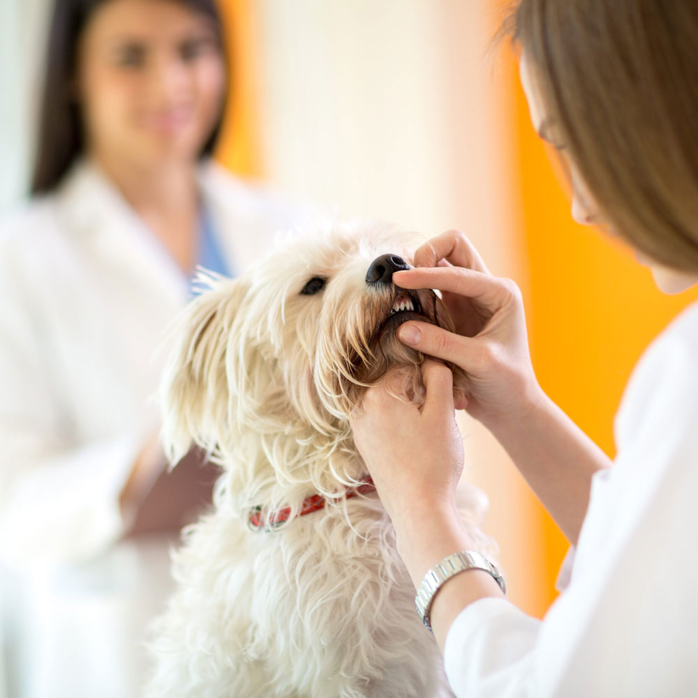 a-woman-inspects-a-dogs-teeth a-woman-inspects-a-dogs-teeth