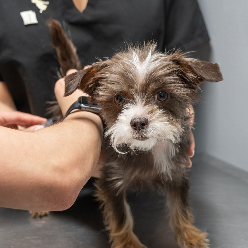 adorable-pup-at-the-vet-a-checkup-moment adorable-pup-at-the-vet-a-checkup-moment