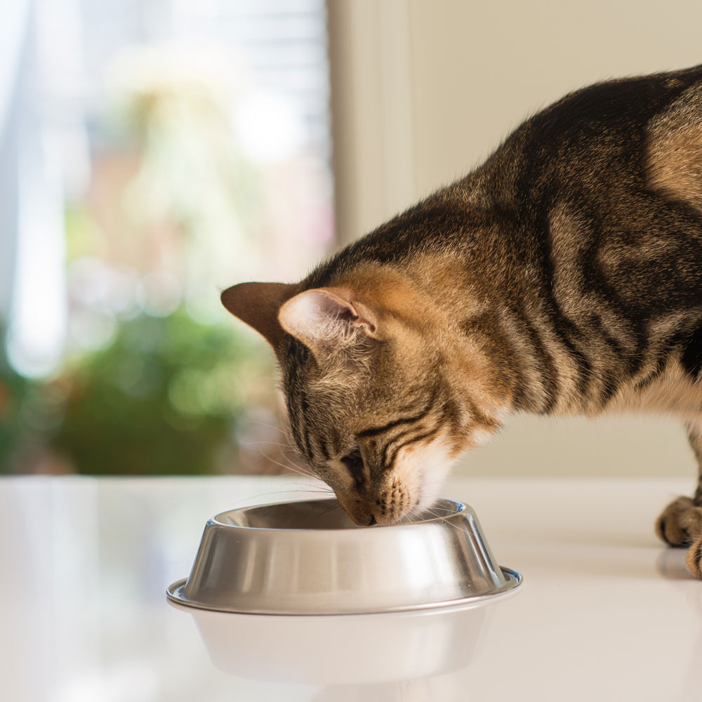 beautiful-feline-cat-eating-on-a-metal-bowl