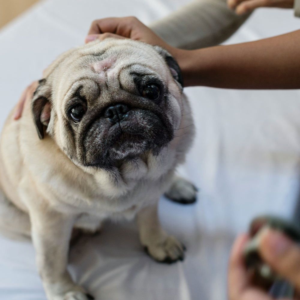 caring-for-a-canine-friend