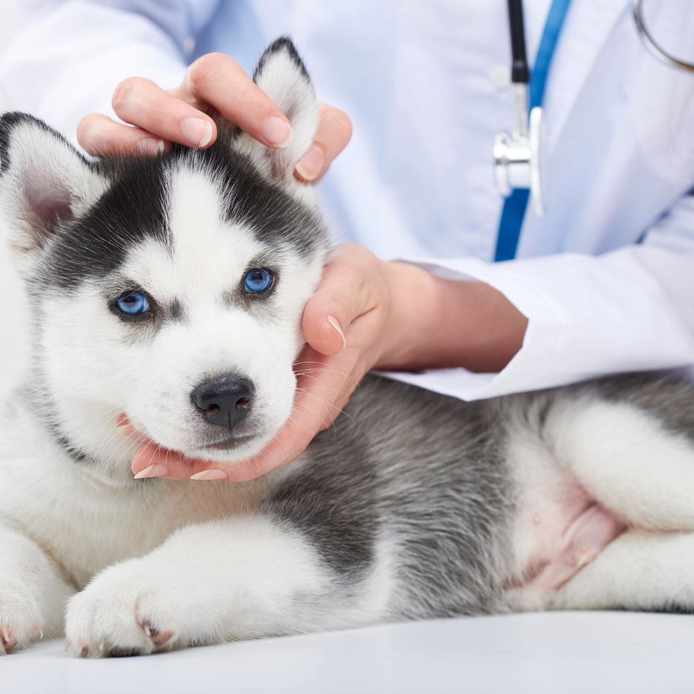 cute-little-siberian-husky-puppy-having-his-ears-examined-by-professional-vet