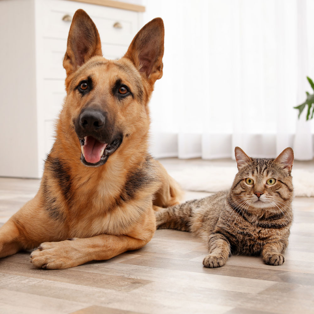 dog-&-cat
