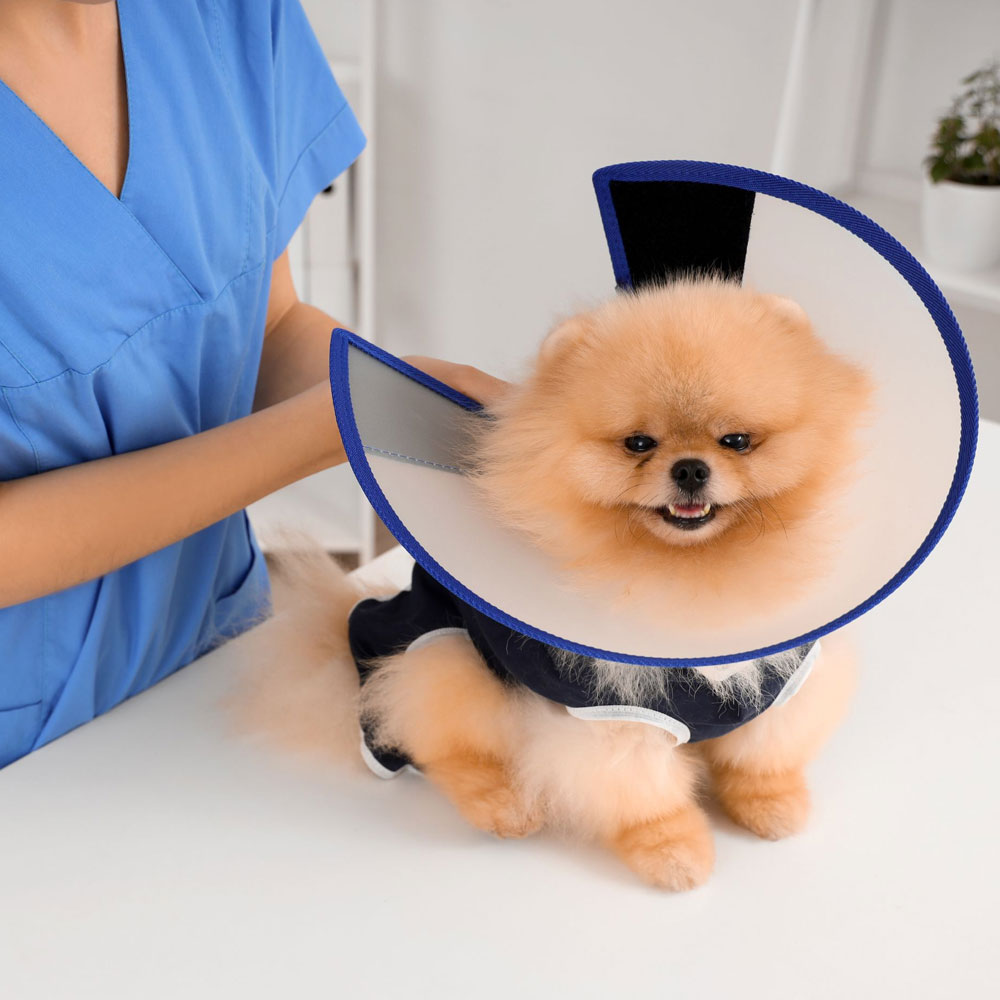 dog-surgery dog-surgery