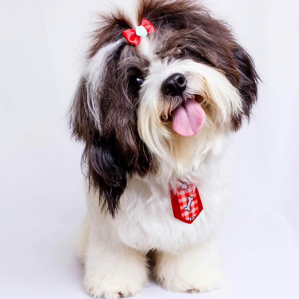dog-with-bow-&-tie