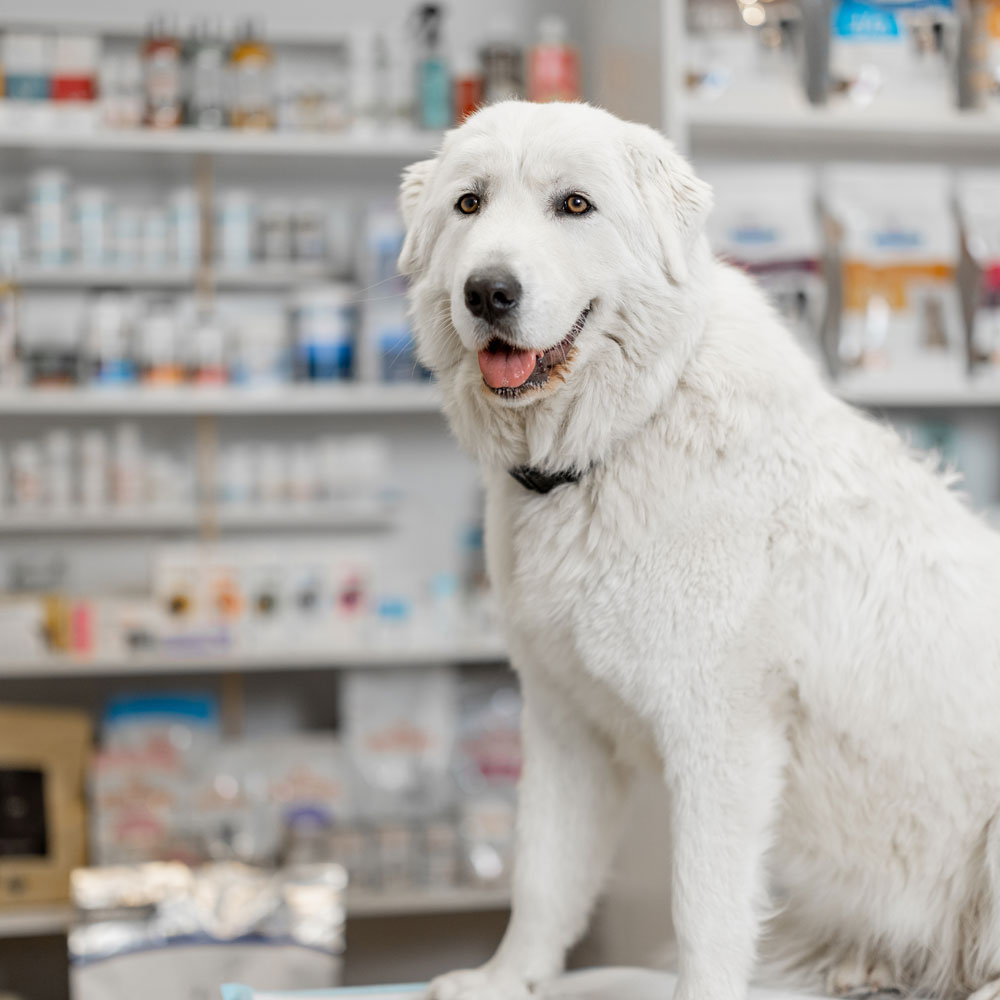 fluffy-patient-a-big-dog's-vet-visit fluffy-patient-a-big-dog's-vet-visit