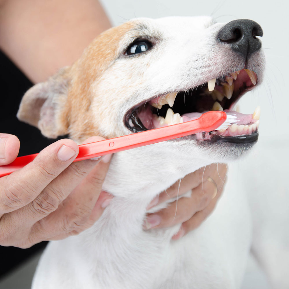 hand-brushing-dog