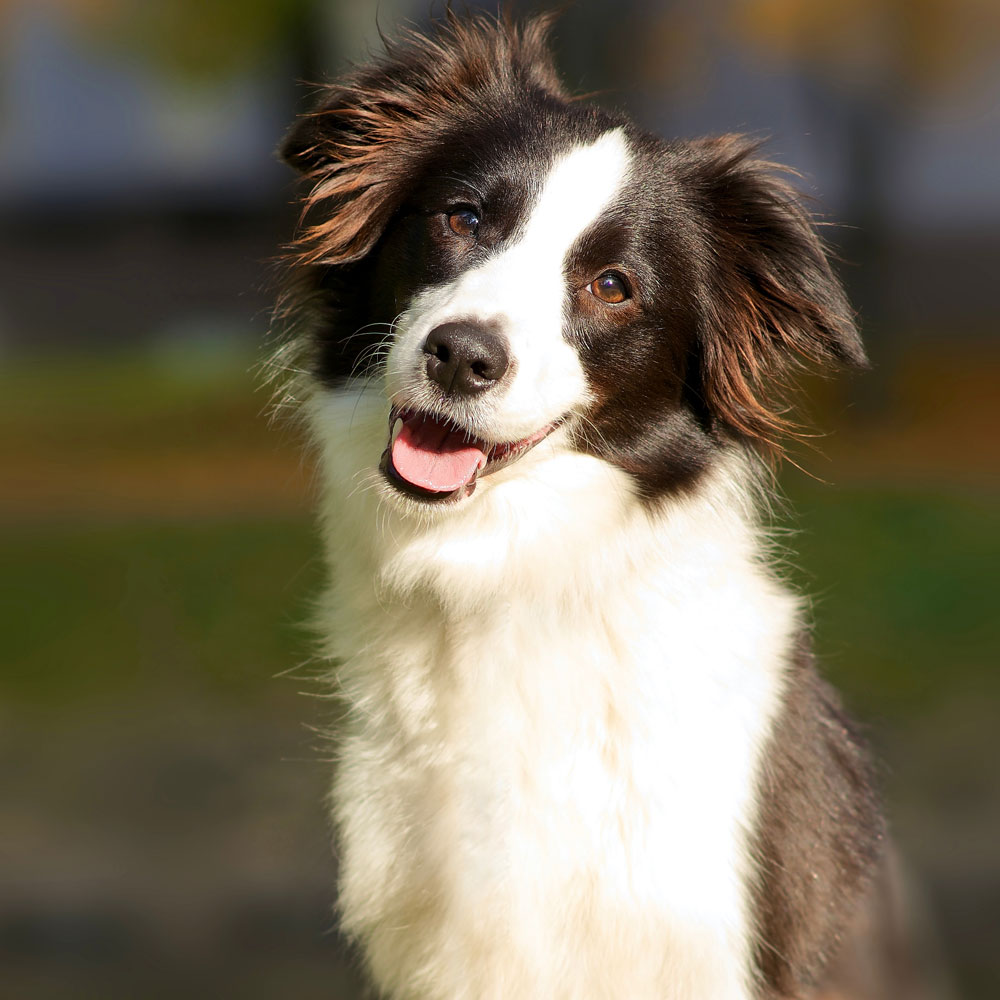 happy-positive-beautiful-black-and-white-dog happy-positive-beautiful-black-and-white-dog