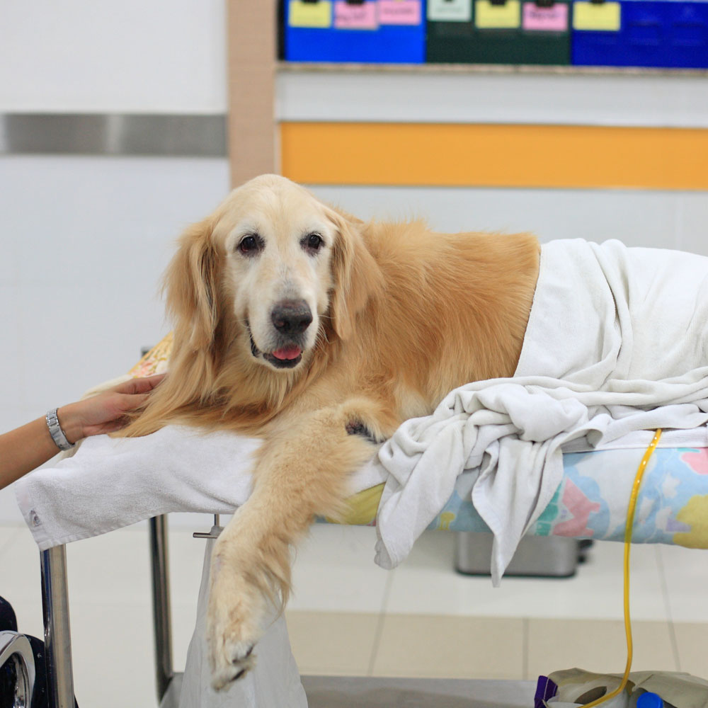 injured-golden-retriever-with-pink-bandage