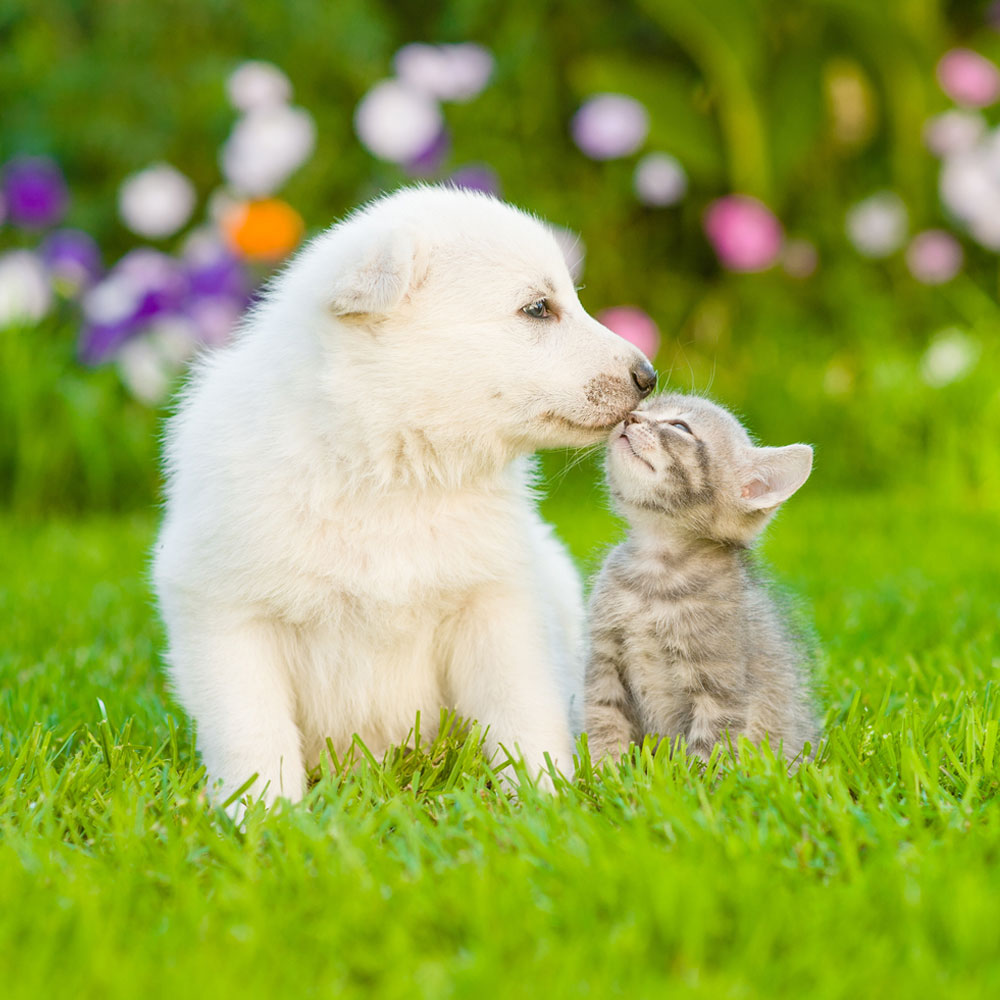 kitten-kissing-white-swiss-shepherds-puppy-on-green-grass kitten-kissing-white-swiss-shepherds-puppy-on-green-grass