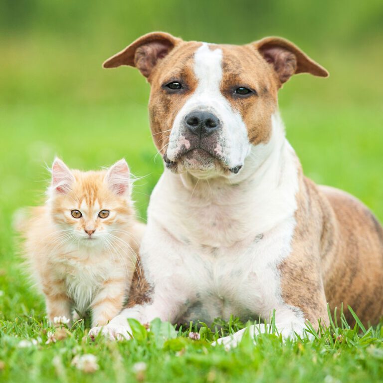 little-kitten-with-dog kitten and dog laying outside together in grass