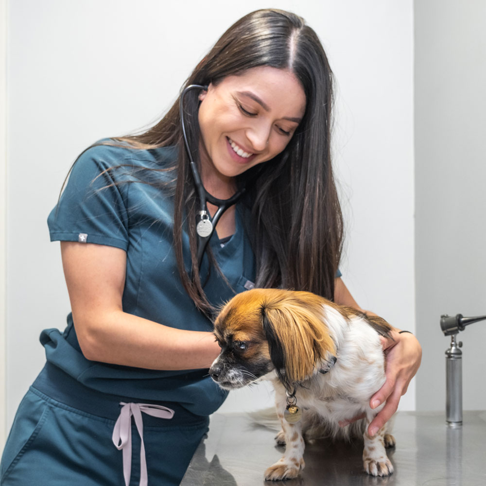 love-and-care-in-vet
