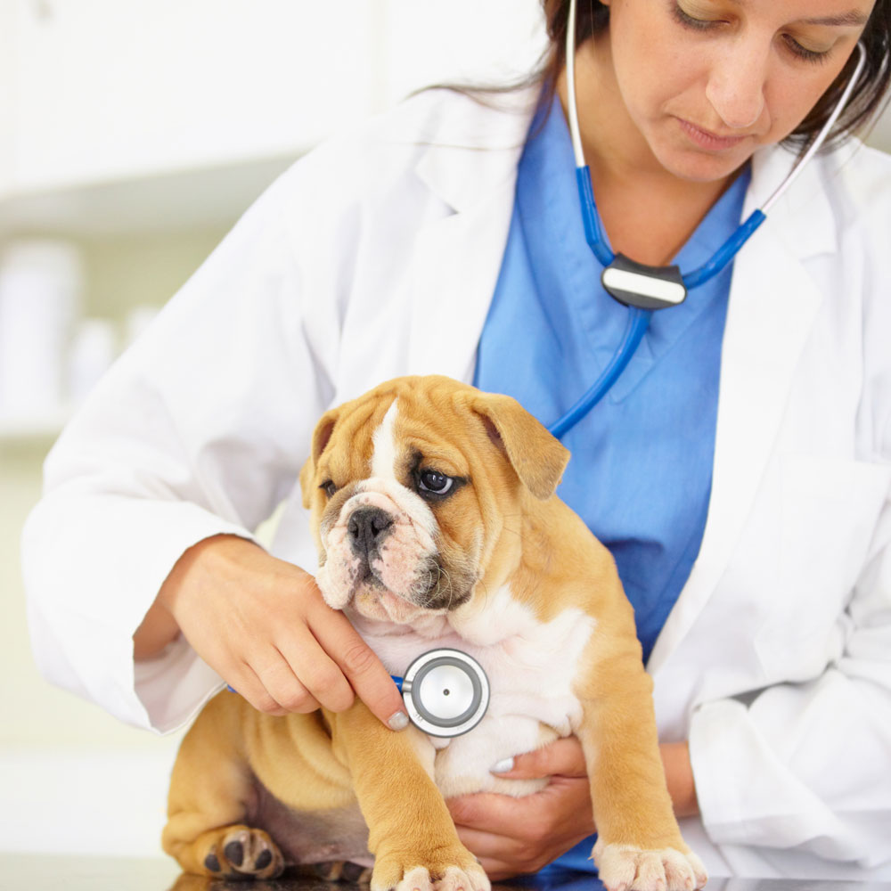 making-sure-hes-healthy-little-guy-cropped-shot-vet-trying-listen-bulldog-puppys-heartbeat