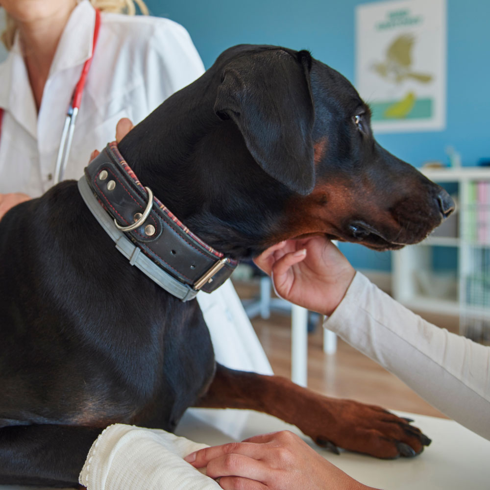 orthopedic-surgery orthopedic-surgery