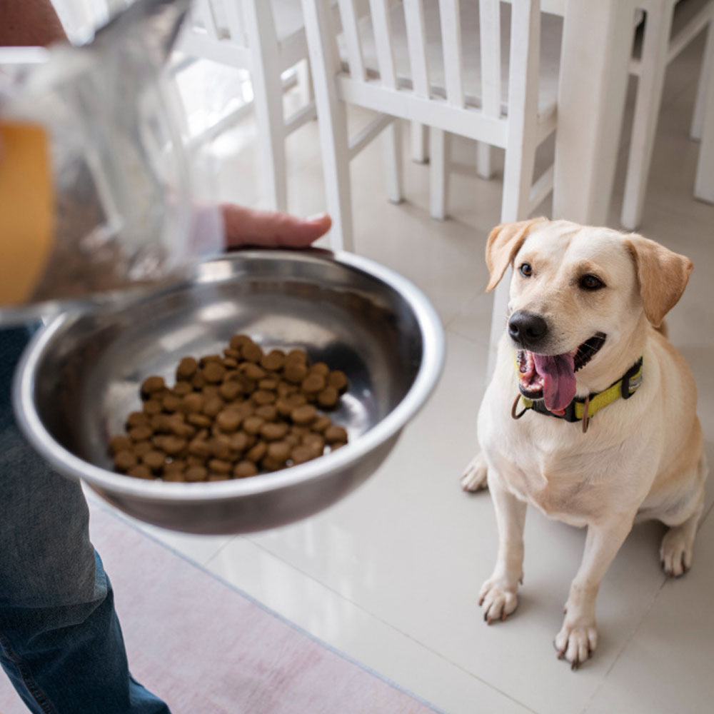 owner-serving-food-bowl-their-pet-dog