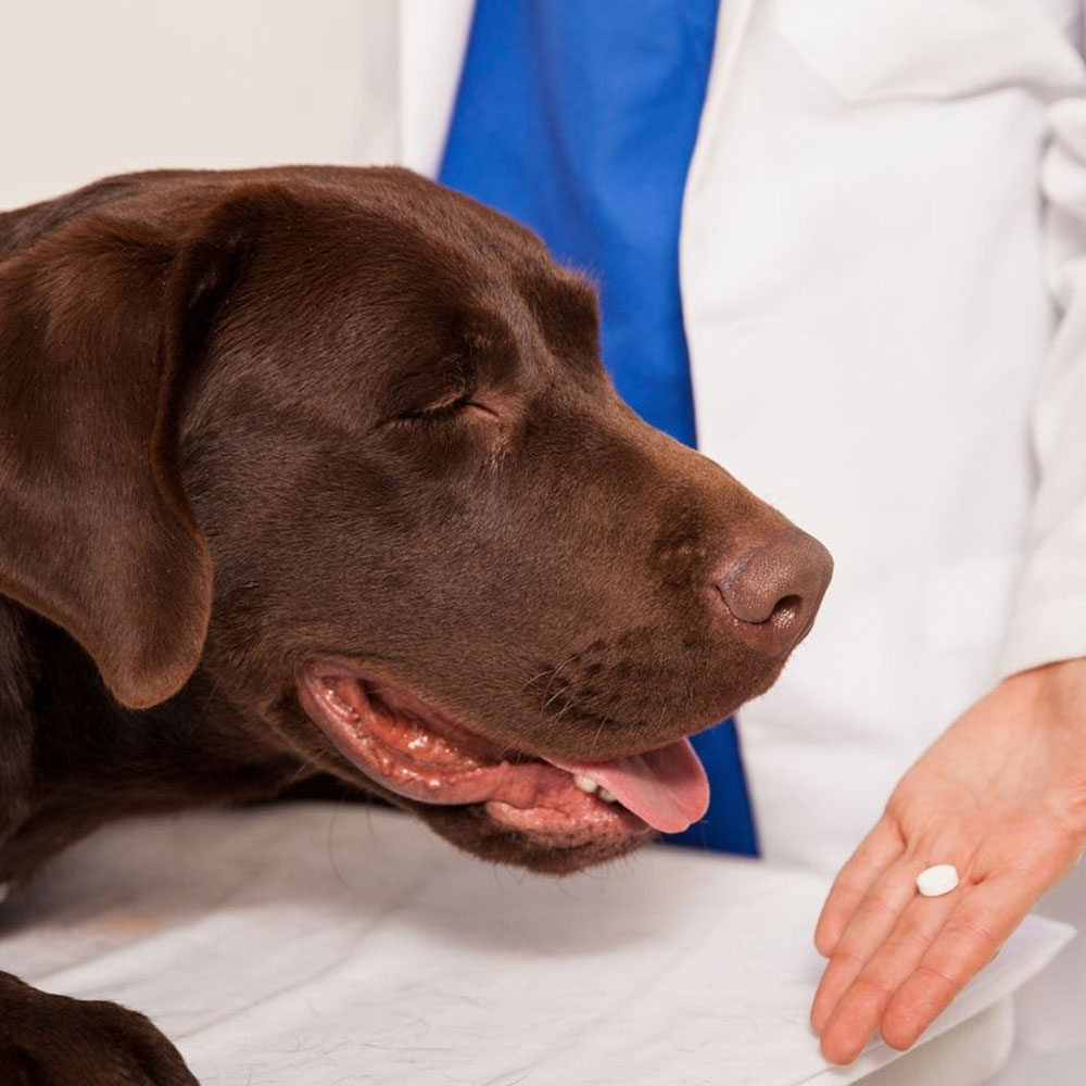 pet-medicine
