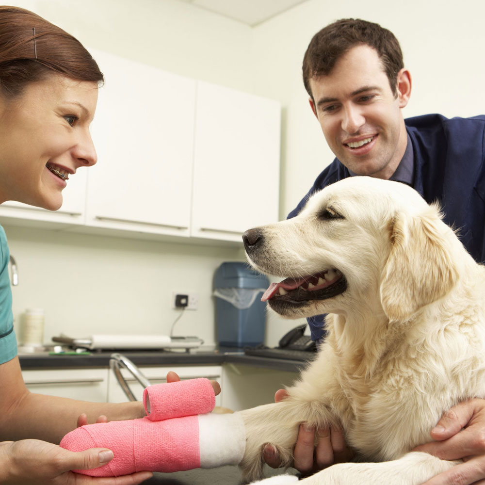 pet-orthopedic-surgery