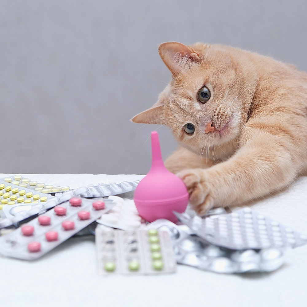 red-cat-playing-with-rubber-medical-enema