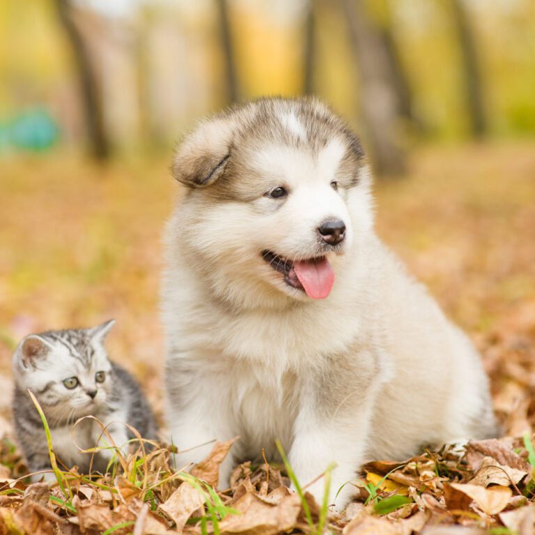 puppy-sitting-together-in-autumn-park puppy and kitten sitting together in autumn park