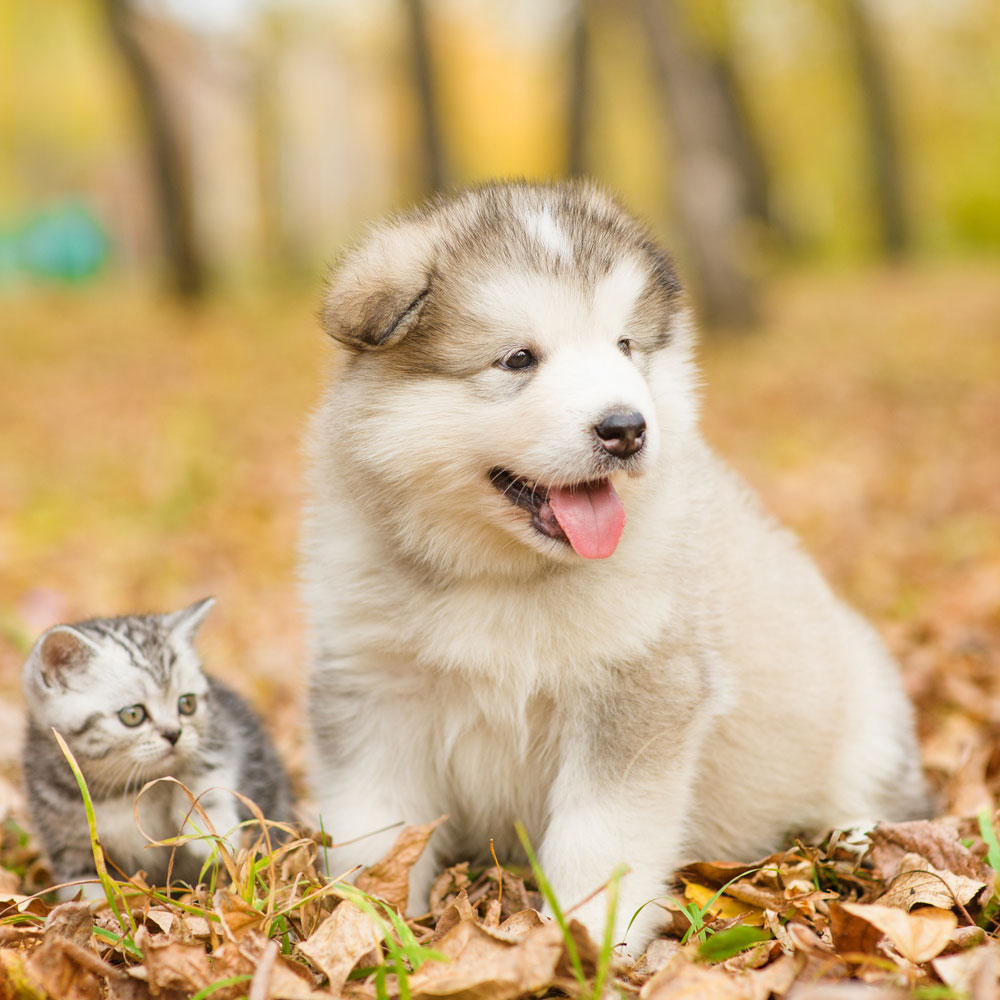 scottish-kitten-and-alaskan-malamute-puppy-sitting-together-in-autumn-park scottish-kitten-and-alaskan-malamute-puppy-sitting-together-in-autumn-park
