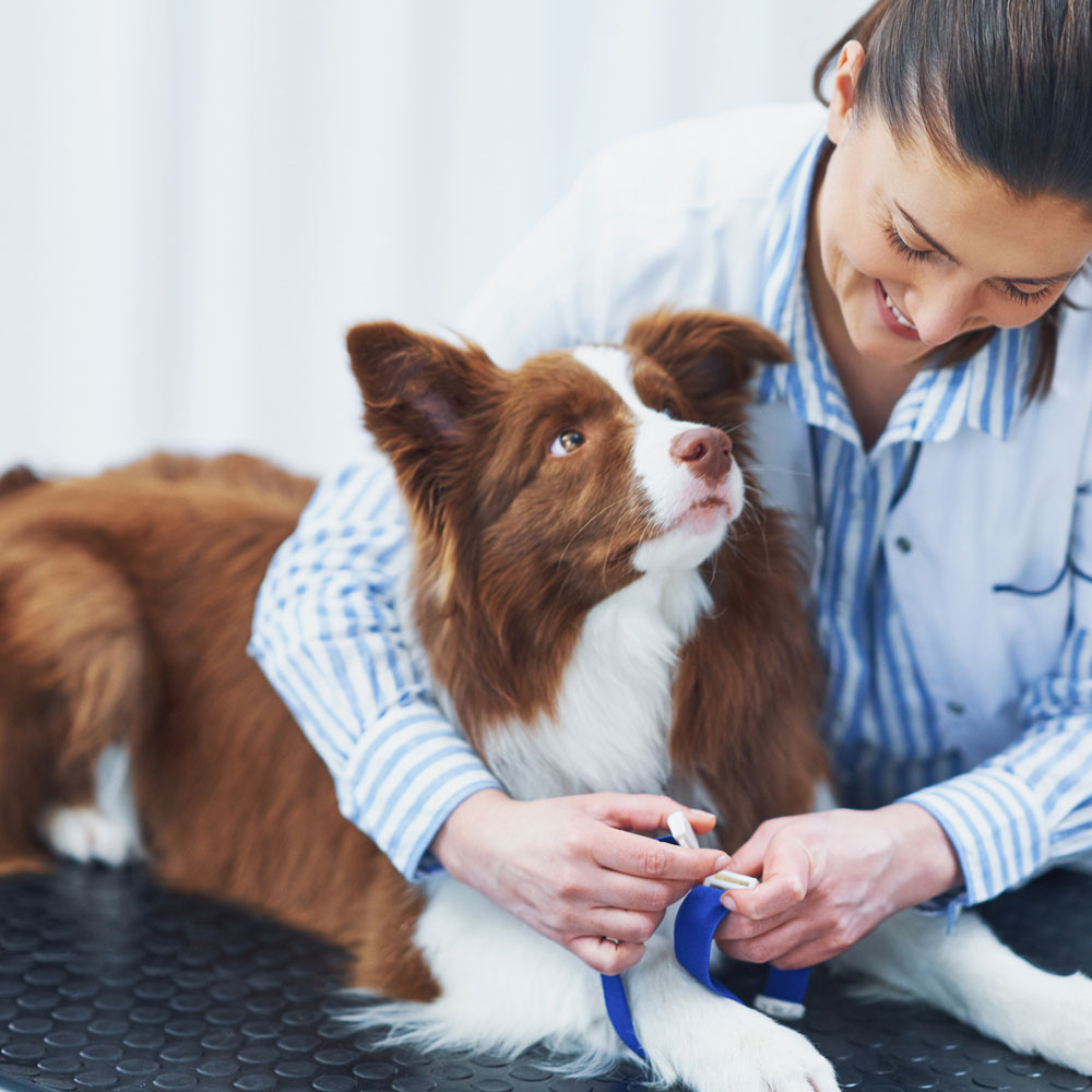 smily-dr-take-care-the-dog