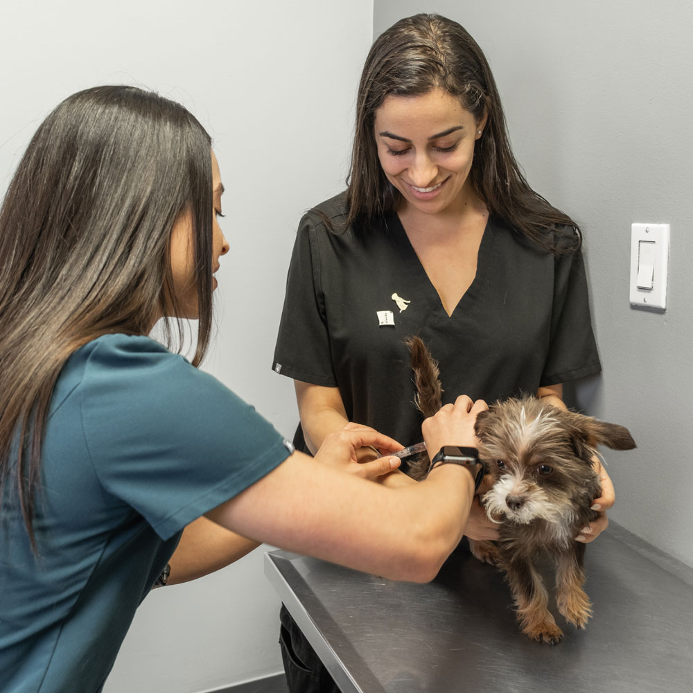 taking-care-the-pet