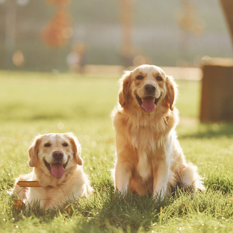 two-beautiful-golden-retriever-dogs-in-the-park-together two beautiful golden retriever dogs in the park relaxing together