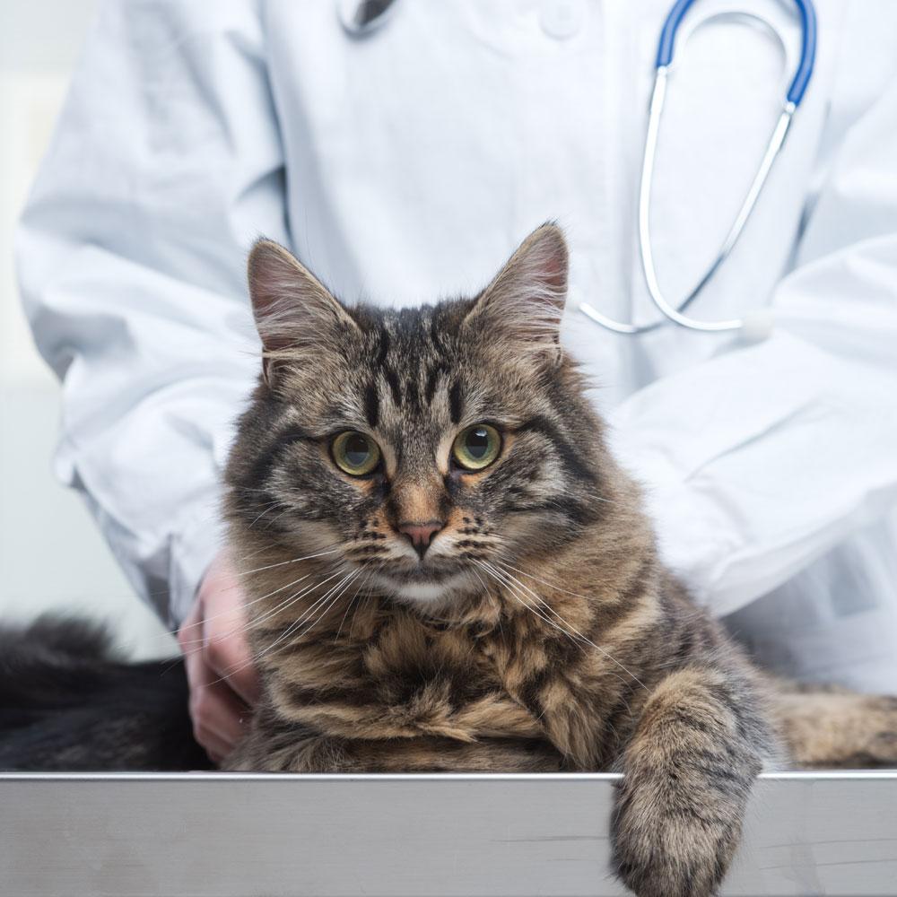 veterinarian-and-cat