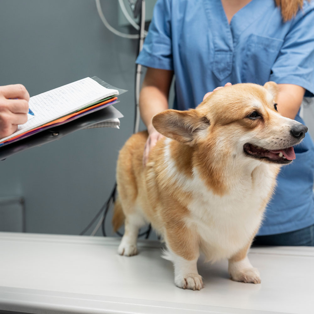 veterinarian-taking-care-pet-dog