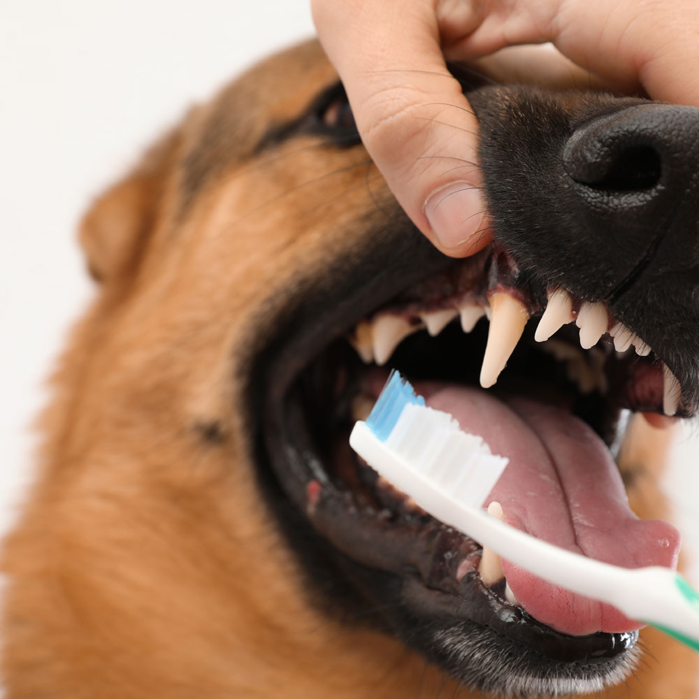 woman-cleaning-dog's-teeth