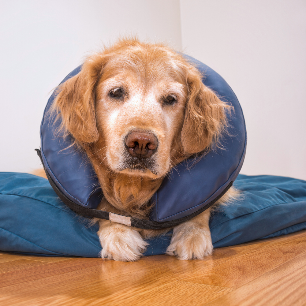 dog wearing a collar after surgery