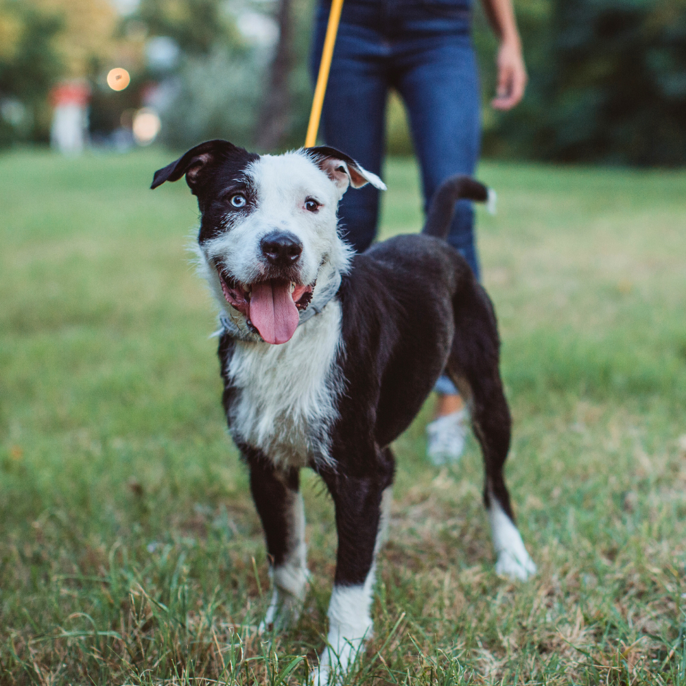 dog on a walk