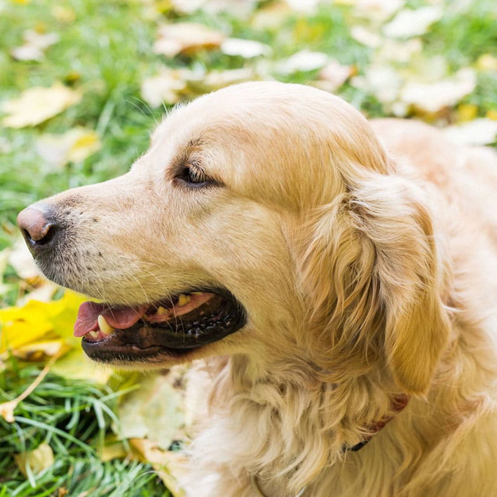 close-up-of-a-retriever-dog close-up-of-a-retriever-dog
