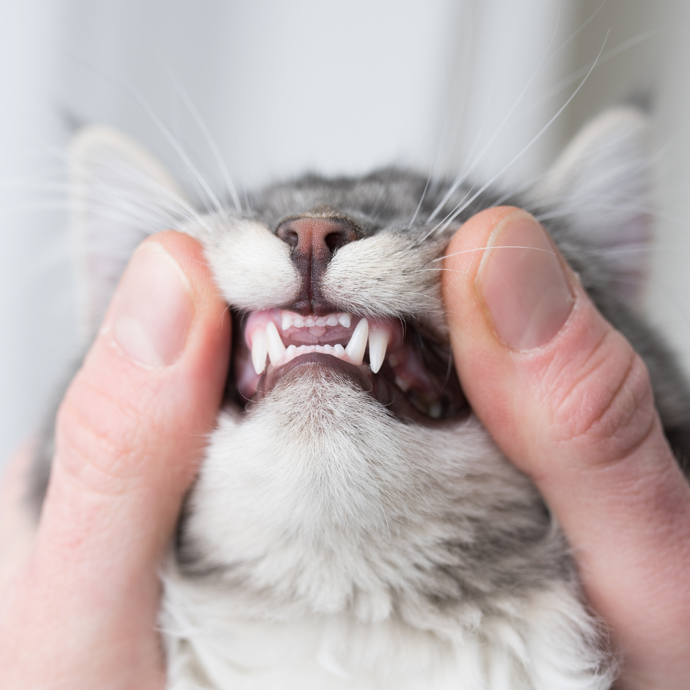 vet examining cats teeth