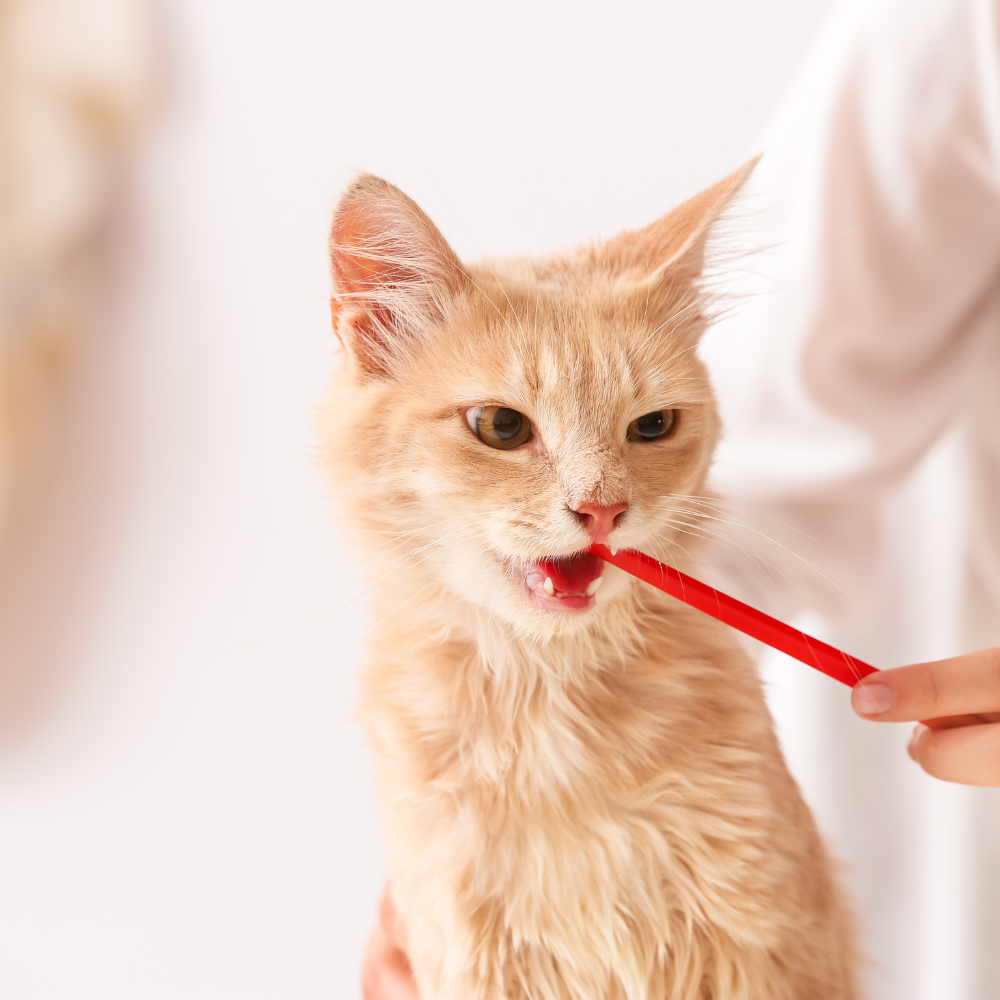 person brushing a cats teeth