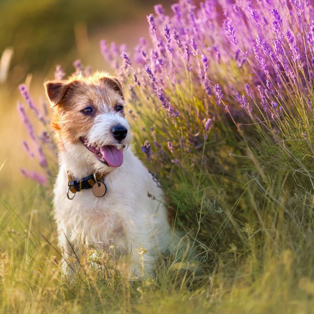dog-rests-in-a-lush-field-of-lavender
