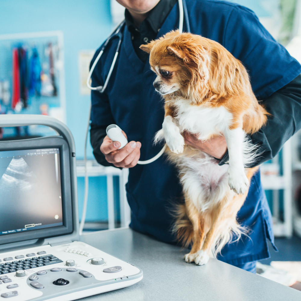 dog getting ultrasound exam