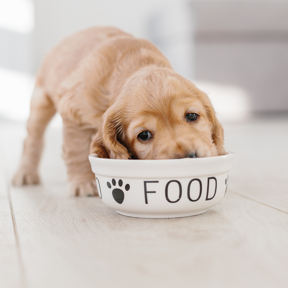 nutrition (2) puppy eating out of a bowl