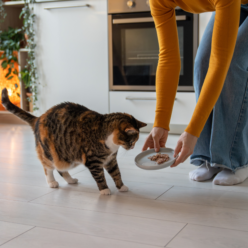 person feeding a cat