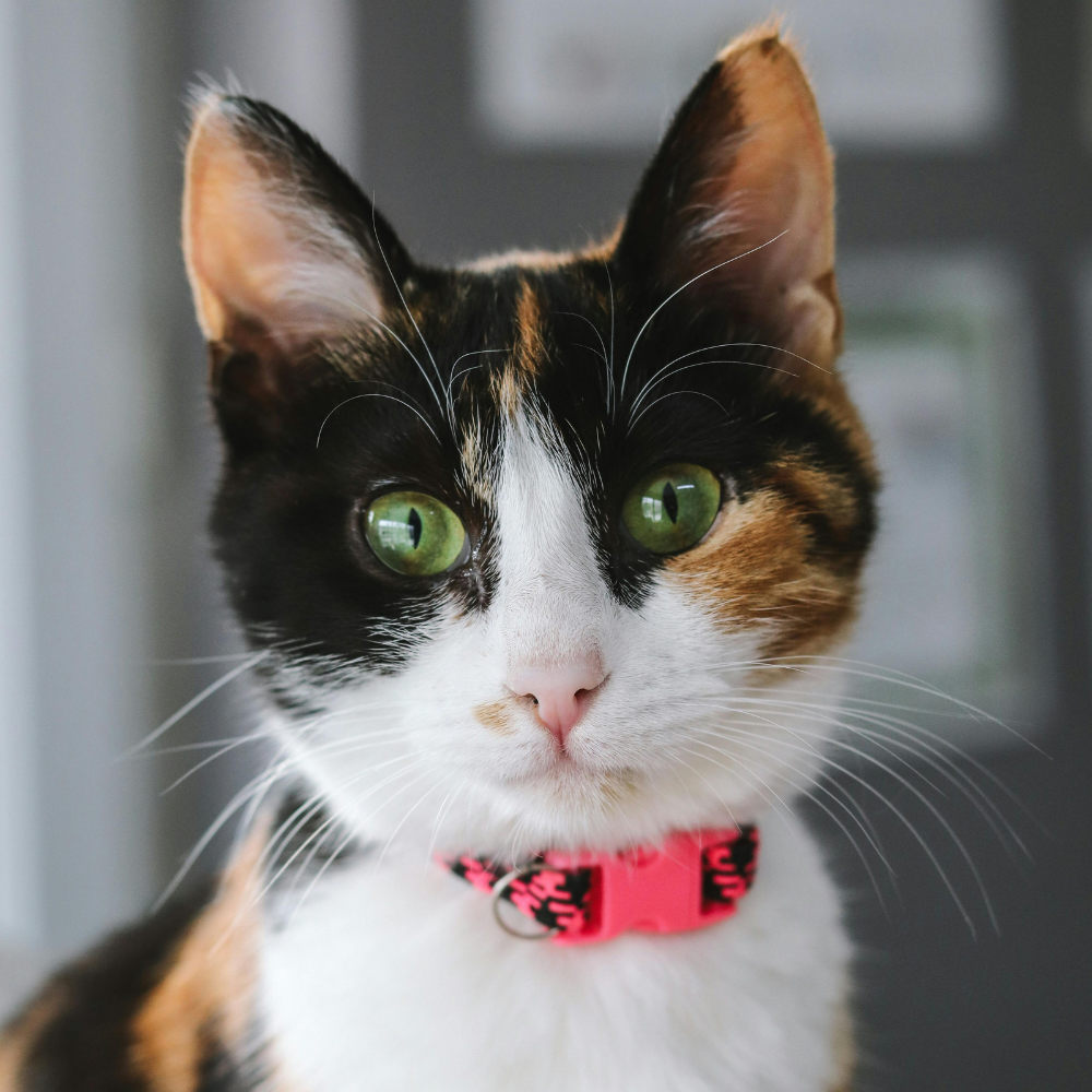 calico cat wearing a red collar