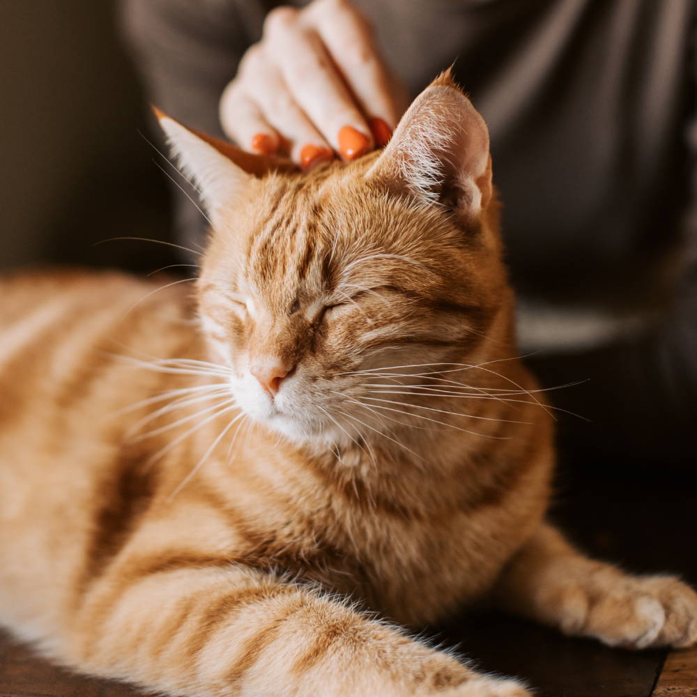 person petting a healthy cat