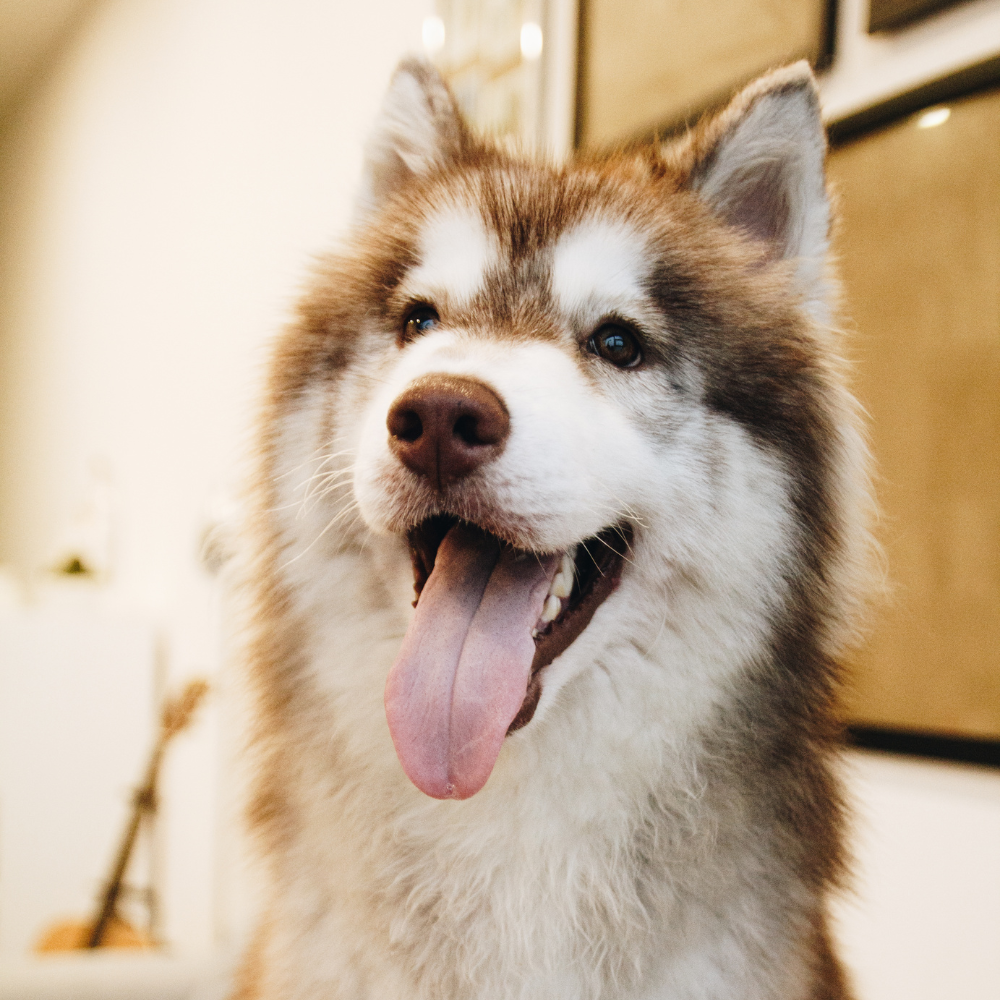 fluffy husky dog